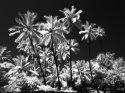 IR Palms for Robert Hall