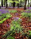 The Colours of Spring and Autumn