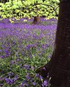 Fresh Beech Leaves and Bluebells