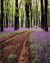 Track Through The Bluebells