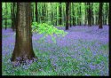 More Bluebells