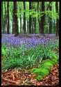 Even more bluebells