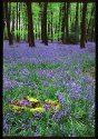 The last bluebells, I promise