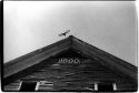 Barn 1900, pigeon