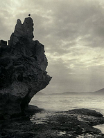 Perched Bird, Branton, SA