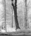 Crossing Castle Park Bruehl
