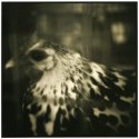 Chicken Portrait