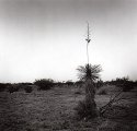 Desert