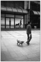 Dogs