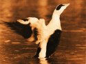 Eider duck
