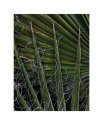 4 Palm throngs and threads.