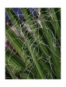 Palms and threads part 2