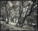 Bois de la chaise