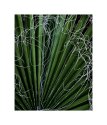 Palm and frongs 2