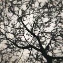Redbud