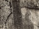 Tree & Rock, Yosemite National Park