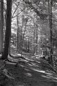 Bruce Trail in Spencer Gorge