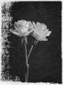 Liquid Rose