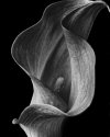 Arum Lily