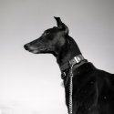 Archie