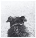 Rocky