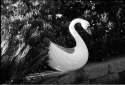 Swan