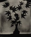 Chinese Maple