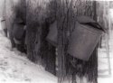 Sap Buckets