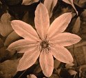 Flower Lith
