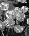 Yellow Tulips