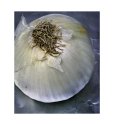 Onion Bottom