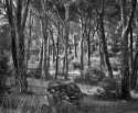 Pine Forest, Spain 1982