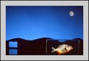 FISH OUT OF WATER