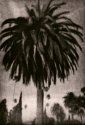 Palm Tree