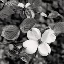 Dogwood Blossoms II