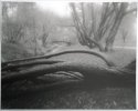 Return of the Polaroid 600: Confederation park
