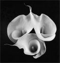 Three Callas