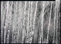 Alder stand, Alsea River, Ore/