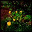 Dandelions
