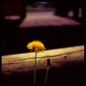 Dandelions