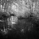 Forest 2 - more from my 1st IR