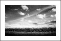 TURF WALL & SKY