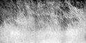 Sweeping Grasses