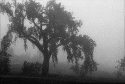 Morning Fog