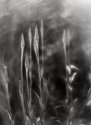 stalks