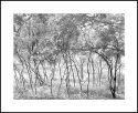 Dancing Saplings