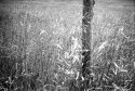 field's edge