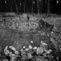 Fallen leaves