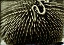 Hairy Snake
