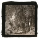birch trees in sommerwind